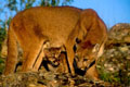 Mountain lion and cub underneath